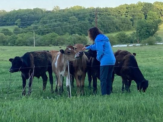 Donna Sue Rosenthal in a green pasture, reaching to touch one of a small herd of cattle