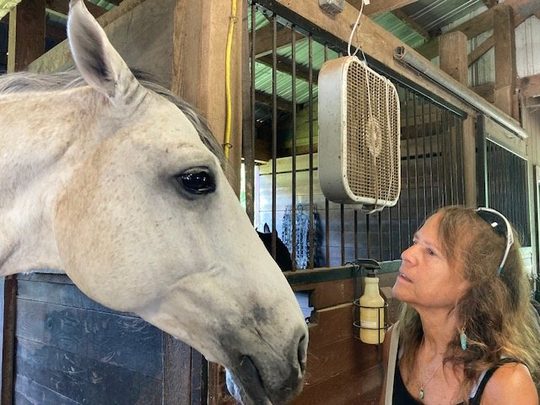 Donna Sue Rosenthal face to face with a grey horse in a stable